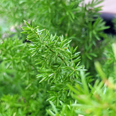 Asparagus Meyeri 'Foxtail Fern' Seeds