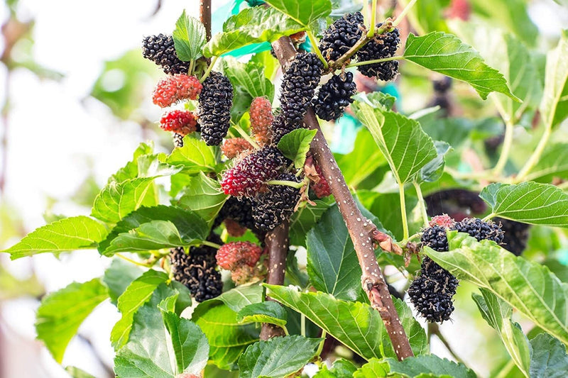 Black Mulberry - 50 Seeds - Morus Nigra, Non GMO, Heirloom