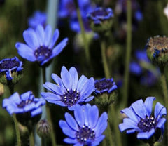 Blue Daisy - 100 Seeds - Colorful Flowers Garden Plants