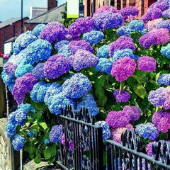 Blue Pink Purple Hydrangea Seeds- Beautiful and Hardy Perennial Flowers