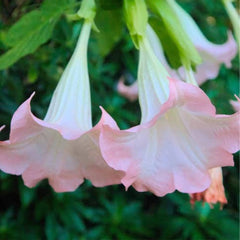 Brugmansia Pink Delight Angels Trumpet Moonflower - 10 Seeds - Flowering Accent Plant  Landscape