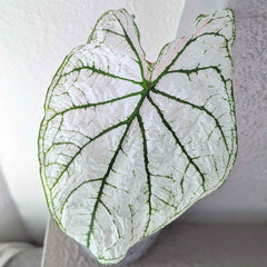 Caladium Mix Bulbs