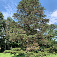 Cedrus Libani - 15 Seeds - Cedar of Lebanon Needled Evergreen Drought Tolerant Landscape Outdoor