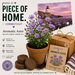 Connecticut Aromatic Aster Grow Kit