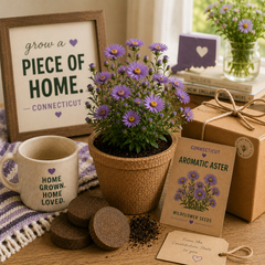 Connecticut Aromatic Aster Grow Kit