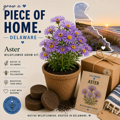 Delaware Aster Grow Kit
