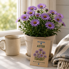 Delaware Aster Grow Kit