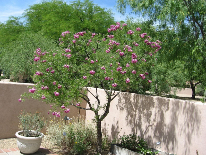 Desert Willow Tree Seeds - Chilopsis Linearis, Large Pink Flowers, Fast Growing