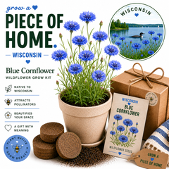 Wisconsin Blue Cornflower Wildflower Grow Kit