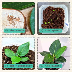 Ficus Altissima 'Lofty Fig' Seeds