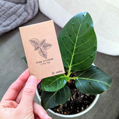 Ficus Altissima 'Lofty Fig' Seeds