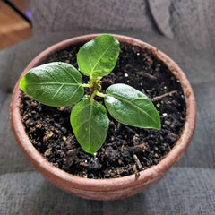 Ficus Altissima 'Lofty Fig' Seeds