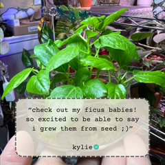 Ficus Altissima 'Lofty Fig' Seeds