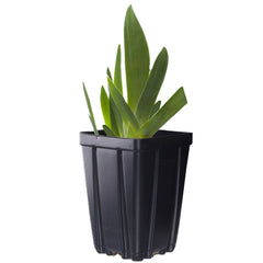 Picasso Moon Bearded Iris Quart Container