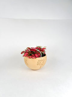 Hanging Joshua Tree Planter