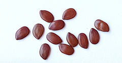 Hawaiian Mimosa Seeds - Tropical Tree, Miracle Tree, Wild Tamarind, Lead Tree, Fast Growing Large Tree