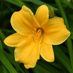 Stella de Oro Daylily