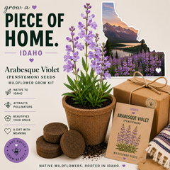 Idaho Arabesque Violet Penstemon Grow Kit