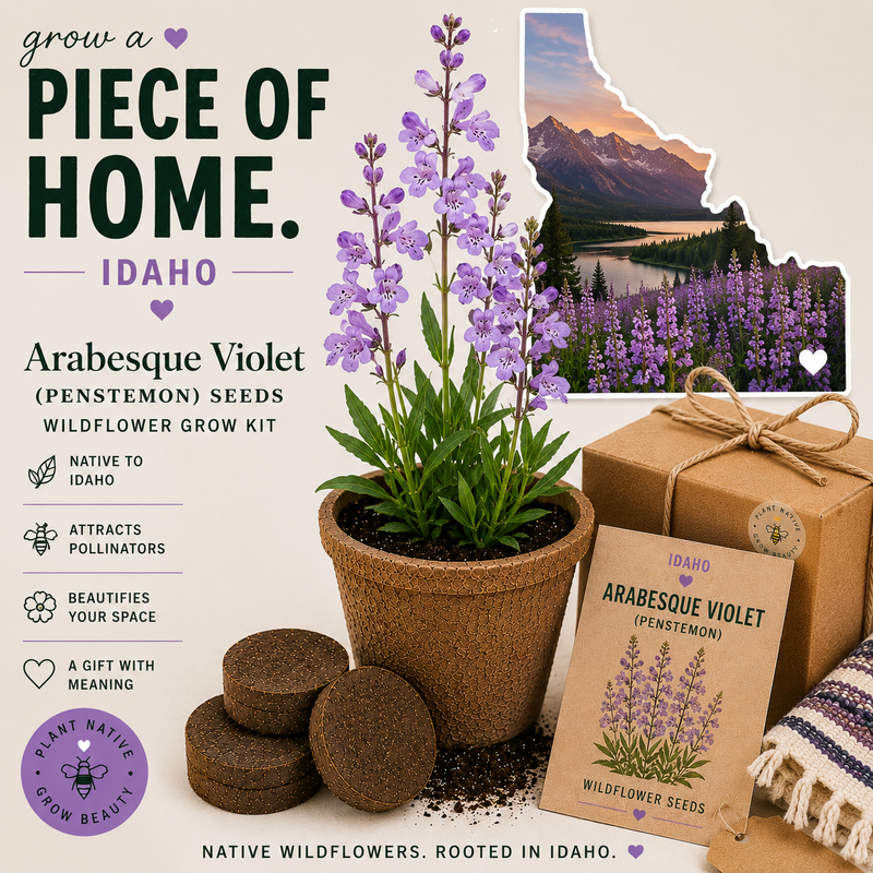 Idaho Arabesque Violet Penstemon Grow Kit