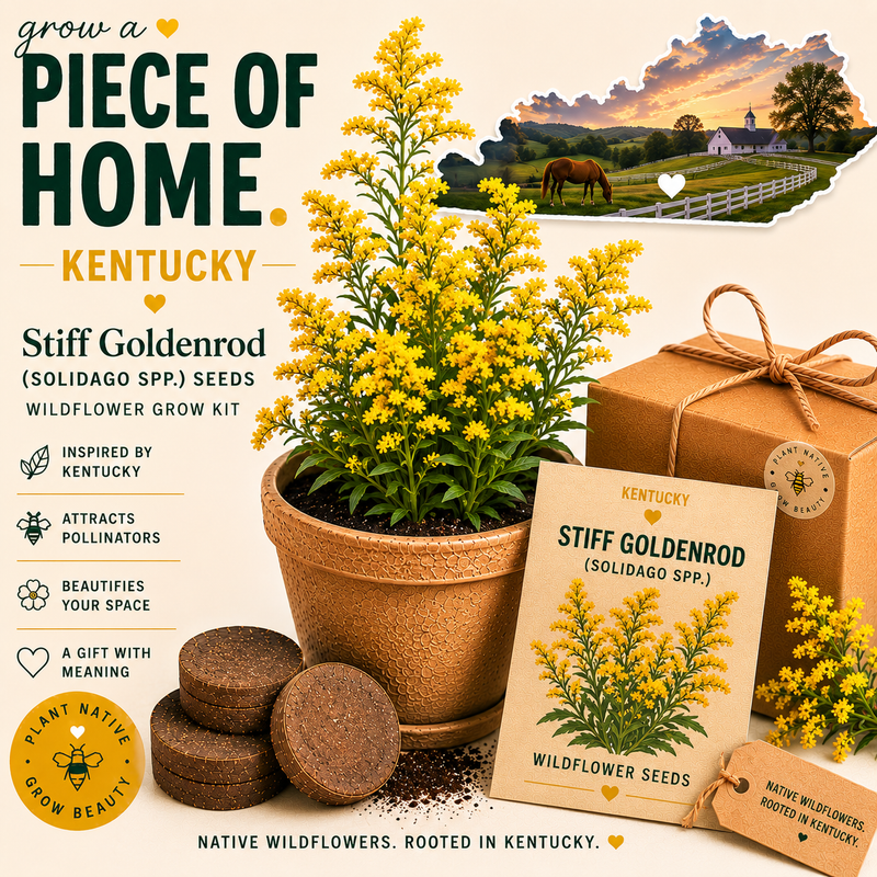 Kentucky Stiff Goldenrod Grow Kit
