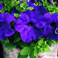 Mandevilla Sanderi - 50 Seeds - Brazilian Jasmine Beautiful and Colorful Fragrance Blooms Easy Care Requirement