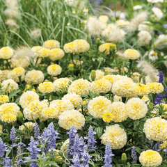 Moonlight African Marigold – 50 Seeds