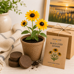 Maryland Black Eyed Susan Grow Kit