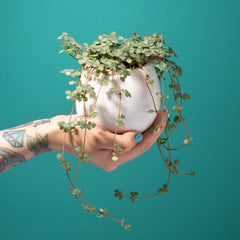 Amelia Hanging Planter 4"- Empty