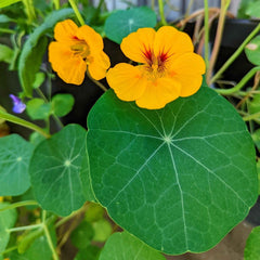 Nasturtium Seeds