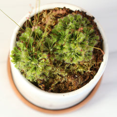 Pink Sundew Drosera capillaris Carnivorous Plant