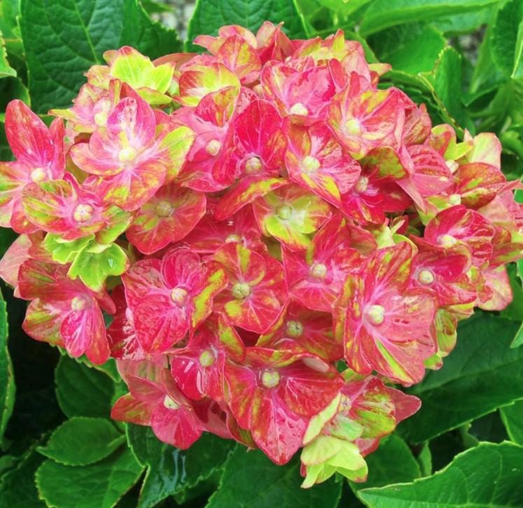 Pistachio Hydrangea Seeds - Beautiful Attractive Showy and Hardy Perennial Flowers