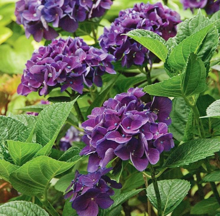 Purple Hydrangea Seeds - Beautiful Attractive Showy and Hardy Perennial Flowers