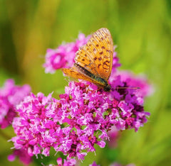 Purple Magic Creeping Thyme Seeds - Easy-Grow, Fragrant Ground Cover Plants, Open Pollinated - Thymus Serpyllum