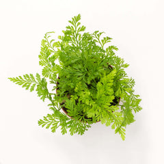 Rabbit Foot Fern