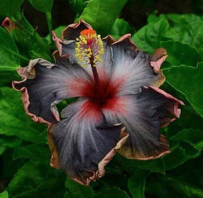 Rare Black Pink Purple Hibiscus Seeds 