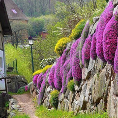 Red Carpet Creeping Thyme Ground Cover - 5000 Plant Seeds Perennial- Non-Gmo - Heirloom Flower