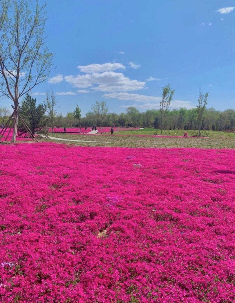 Red Creeping Thyme Seeds - Easy-Grow, Fragrant Ground Cover Plants, Open Pollinated - Thymus Serpyllum