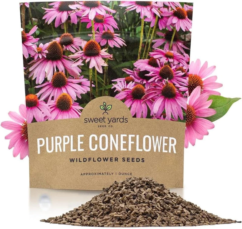 Purple Coneflower Seeds - Extra Large Packet - Echinacea purpurea - Over 1 Ounce Pouch for Garden Planting