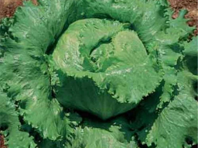 Crisphead Lettuce Seeds - Great Lakes 118 Variety - 200 Count Packet - Reliable Dense Heads - Perfect for Home Gardening