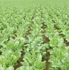 Sugar Beet - 250 Seeds - Non-Gmo Heirloom
