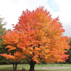 Sugar Maple Tree - 20 Seeds - Acer Saccharum, Colorful and Easy to Grow Fast-Growing