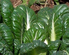 Tatsoi Mustard - 500 Seeds - Heirloom Non GMO Garden Vegetable Bulk