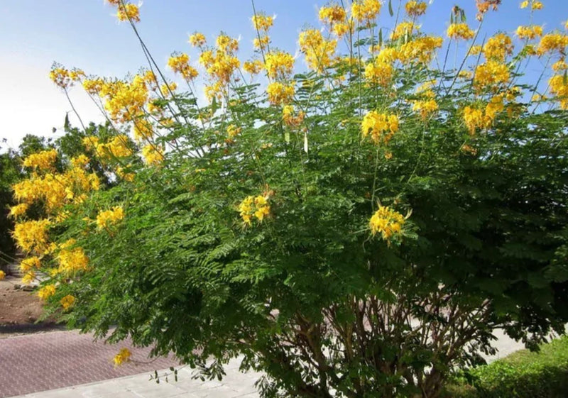 Yellow Pride of Barbados - Mexican Desert Yellow Flowering Bird of Paradise Seeds - Tropical Ambiance Year-Round - Caesalpinia Mexicana