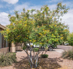 Yellow Pride of Barbados - Mexican Desert Yellow Flowering Bird of Paradise Seeds - Tropical Ambiance Year-Round - Caesalpinia Mexicana